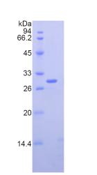 Figure 2. SDS-PAGE