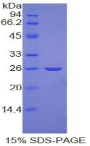 Figure 1. SDS-PAGE