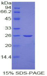 Figure 1. SDS-PAGE