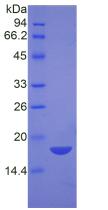 Figure 2. SDS-PAGE