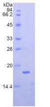 Figure 2. SDS-PAGE