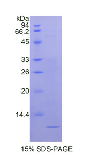 Figure 1. SDS-PAGE
