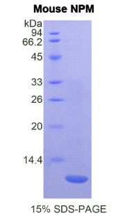 Figure 1. SDS-PAGE