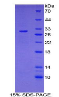 Figure 1. SDS-PAGE