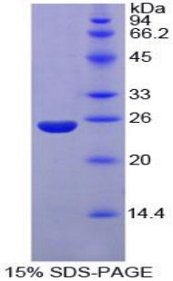 Figure 1. SDS-PAGE