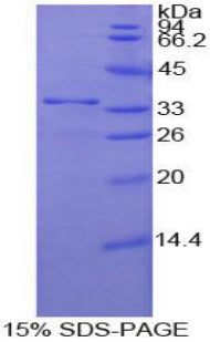 Figure 1. SDS-PAGE
