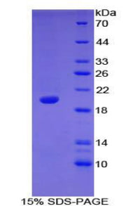 Figure 1. SDS-PAGE