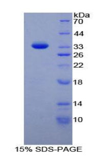 Figure 1. SDS-PAGE
