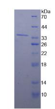 Figure 2. SDS-PAGE