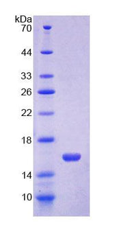 Figure 1. SDS-PAGE