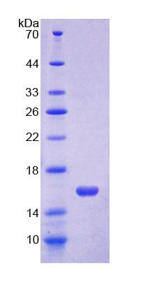 Figure 1. SDS-PAGE