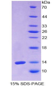 Figure 1. SDS-PAGE