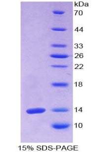 Figure 1. SDS-PAGE