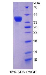 Figure 1. SDS-PAGE