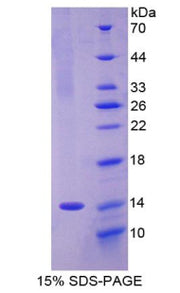 Figure 1. SDS-PAGE