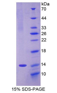 Figure 1. SDS-PAGE