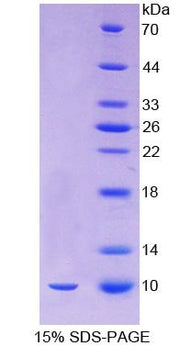 Figure 1. SDS-PAGE