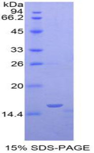 Figure 1. SDS-PAGE