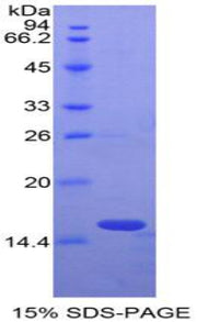 Figure 1. SDS-PAGE