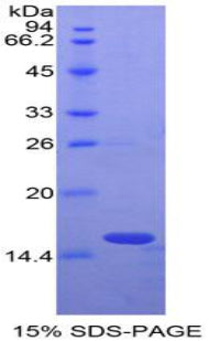 Figure 1. SDS-PAGE