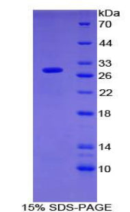 Figure 1. SDS-PAGE