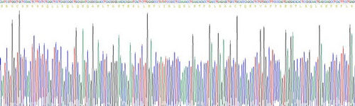 Recombinant Mouse Oncostatin M (OSM)