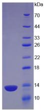 Figure 3. SDS-PAGE