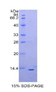 Figure 1. SDS-PAGE