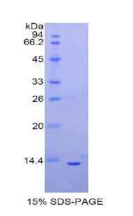 Figure 1. SDS-PAGE