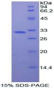 Figure 1. SDS-PAGE