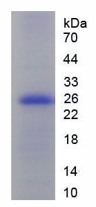 Figure 1. SDS-PAGE