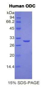 Figure 1. SDS-PAGE