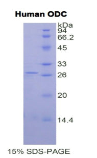 Figure 1. SDS-PAGE