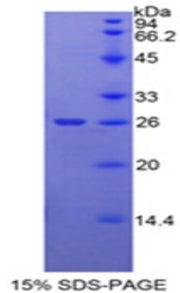 Figure 1. SDS-PAGE