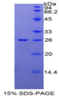 Figure 1. SDS-PAGE