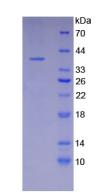 Figure 3. SDS-PAGE