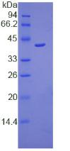 Figure 2. SDS-PAGE