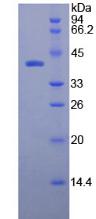 Figure 2. SDS-PAGE