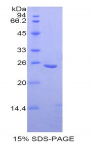 Figure 1. SDS-PAGE