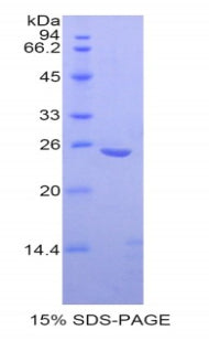 Figure 1. SDS-PAGE