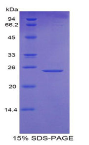 Figure 1. SDS-PAGE