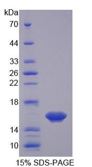 Figure 1. SDS-PAGE