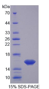 Figure 1. SDS-PAGE