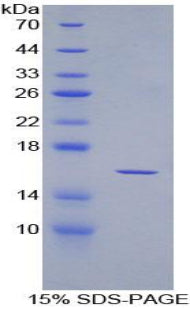 Figure 1. SDS-PAGE