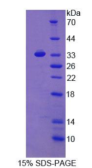 Figure 3. SDS-PAGE