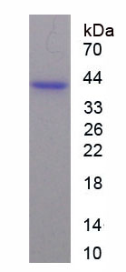 Figure 1. SDS-PAGE