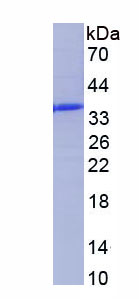 Figure 1. SDS-PAGE