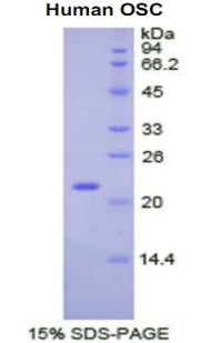 Figure 1. SDS-PAGE
