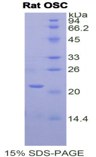 Figure 1. SDS-PAGE