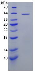 Figure 2. SDS-PAGE